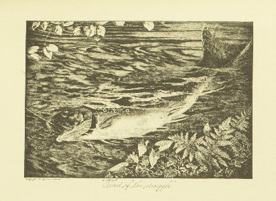 The Speckled Brook Trout (Salvelinus Fontinalis), Charles Hallock and Louis Rhead, 1902, facing 171, Speckled Brook Trout
